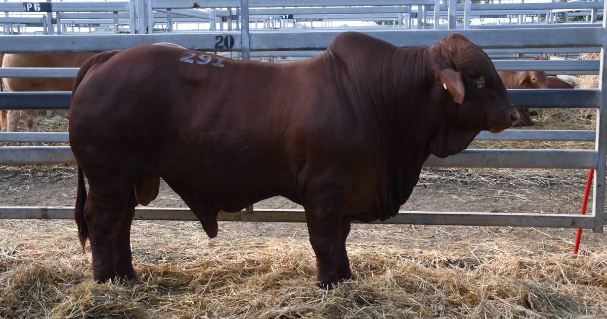 Oasis A Long John sells for new Droughtmaster bull record