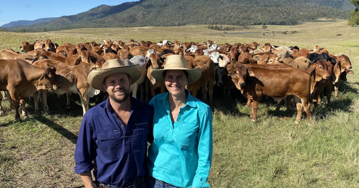 Coastal steers sell to $1400/head on AuctionsPlus | Queensland Country Life