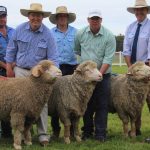 Charbray breed record shattered at national sale at Gracemere