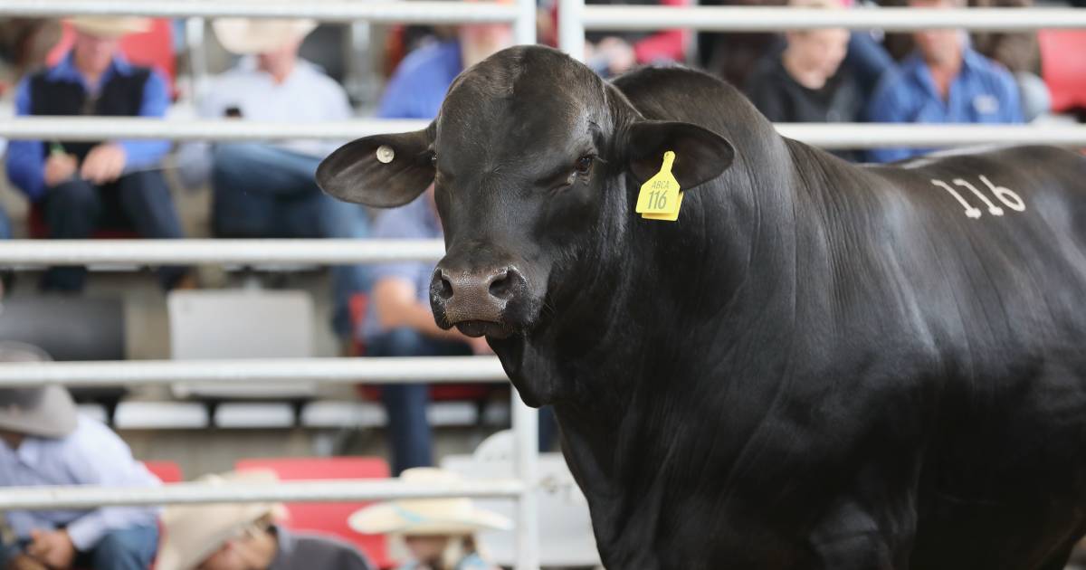 Roma Brangus sale averages increase on 2021 outing | Queensland Country Life