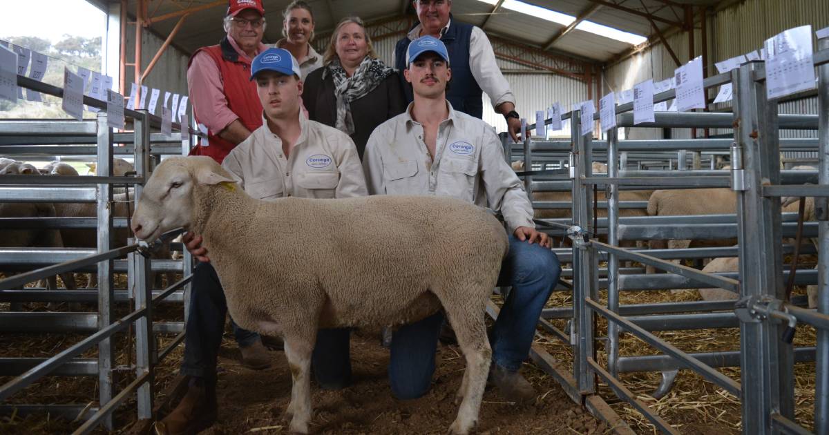 Coronga White Suffolks sells 100 rams to a $4200 top | The Land