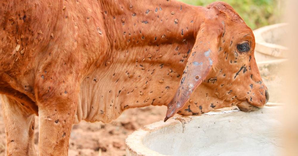 Government invests in biosecurity | Queensland Country Life