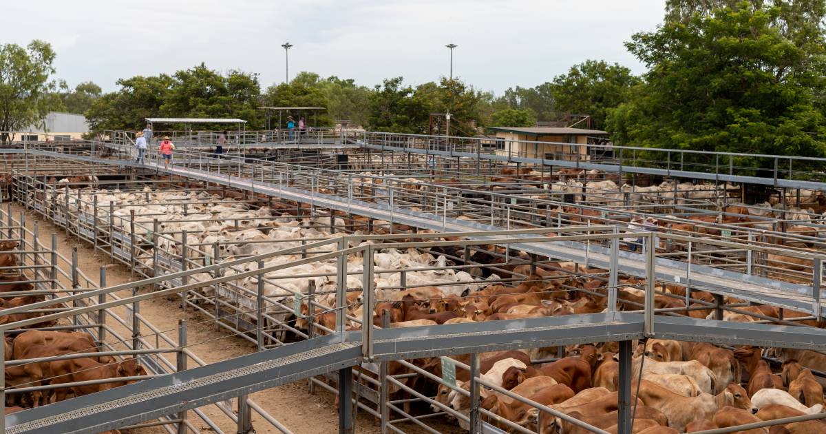 Weaner steers top at 594c at Charters Towers