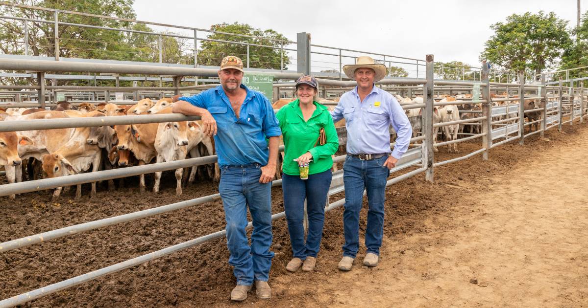 Pedracini Grazing steers fetch 428c/kg to return $1553 per head | North Queensland Register