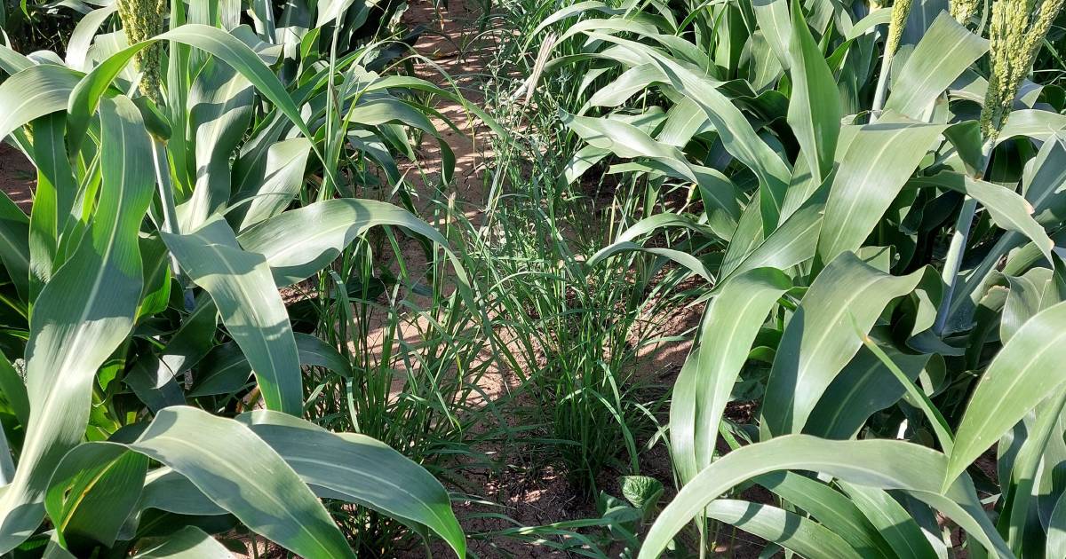 Tackling a tricky summer crop weed