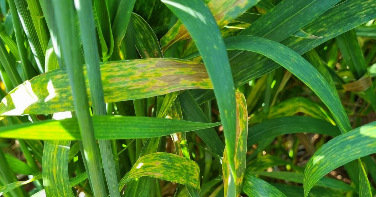 AGT explains yellowing in wheat varieties | Farm Weekly