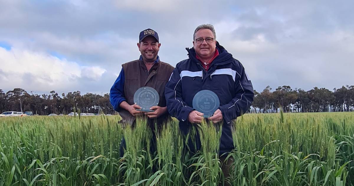 Impressive yield at Frankland River