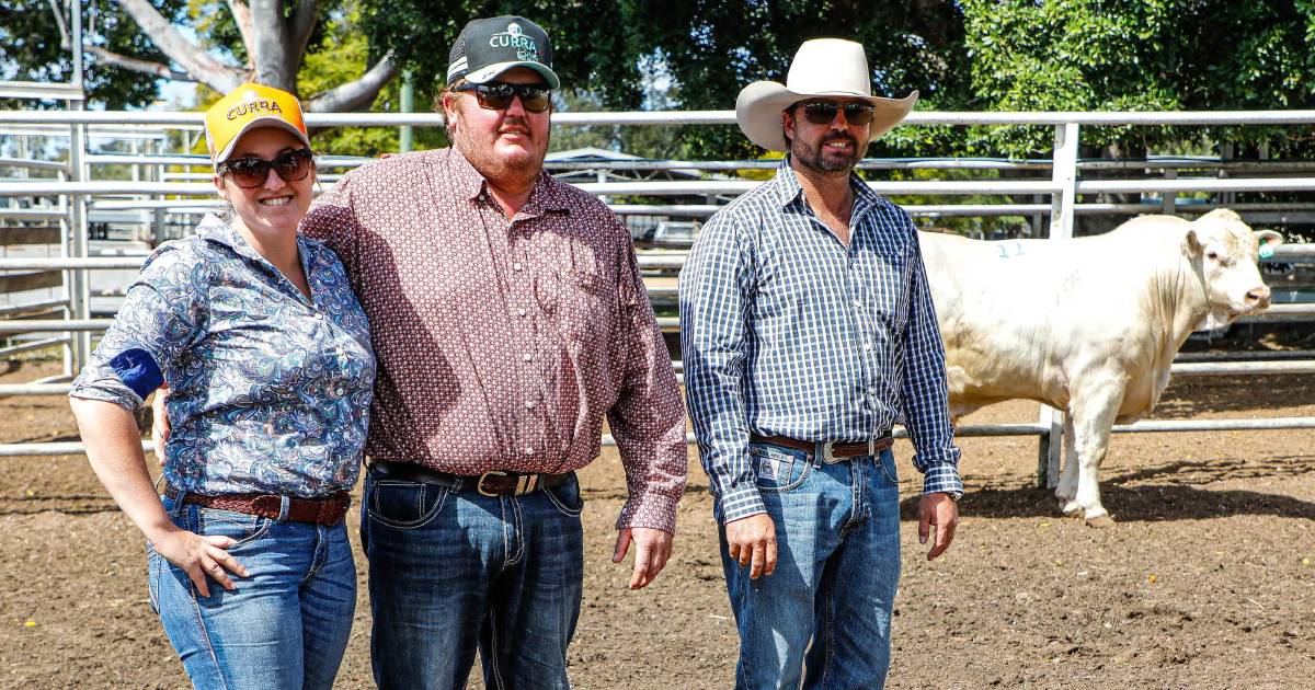 Hopgood Charolais bull sale sees Ripper result