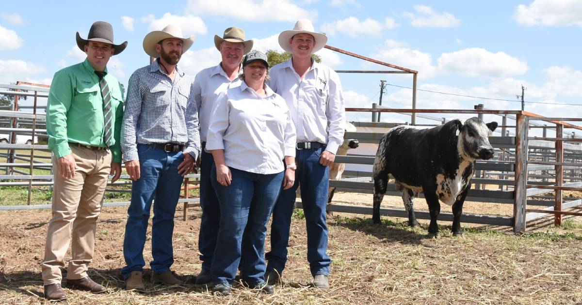 Inaugural Northern Impact Black Diamond Speckle Park sale hits a top of $25,000 | Queensland Country Life