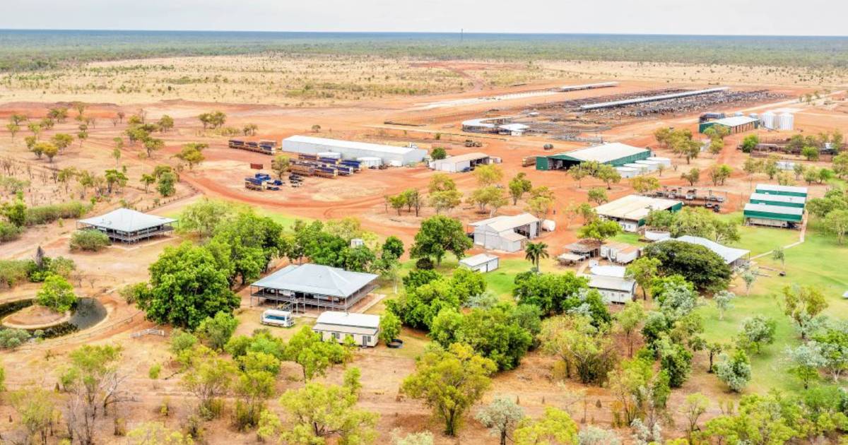 AAM's massive NT cattle expansion