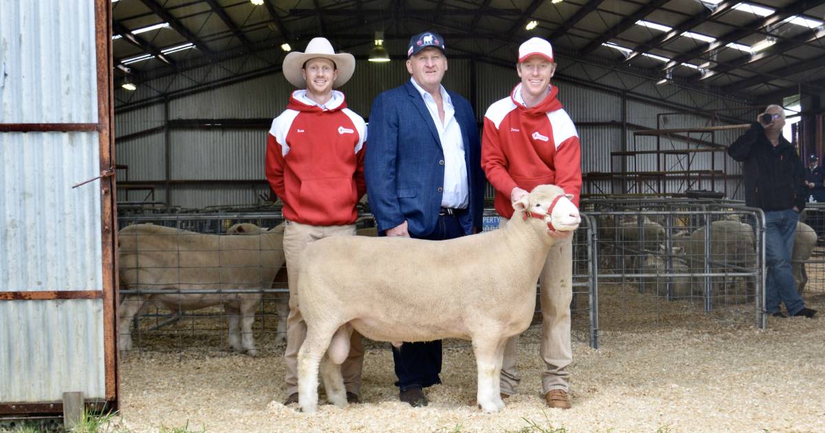 Tattykeel Poll Dorset rams bound for studs across Australia