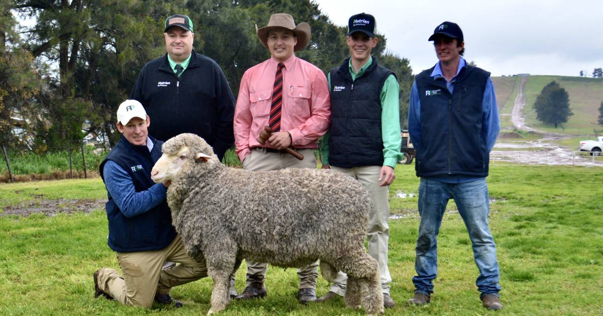 Roseville Park Merinos’ sale toppers sell to Calcookara, Demondrille, Avenel and Kilfeeran Park | The Land