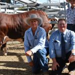 Queensland's sixth Australian White Ram sale up on 2021 results