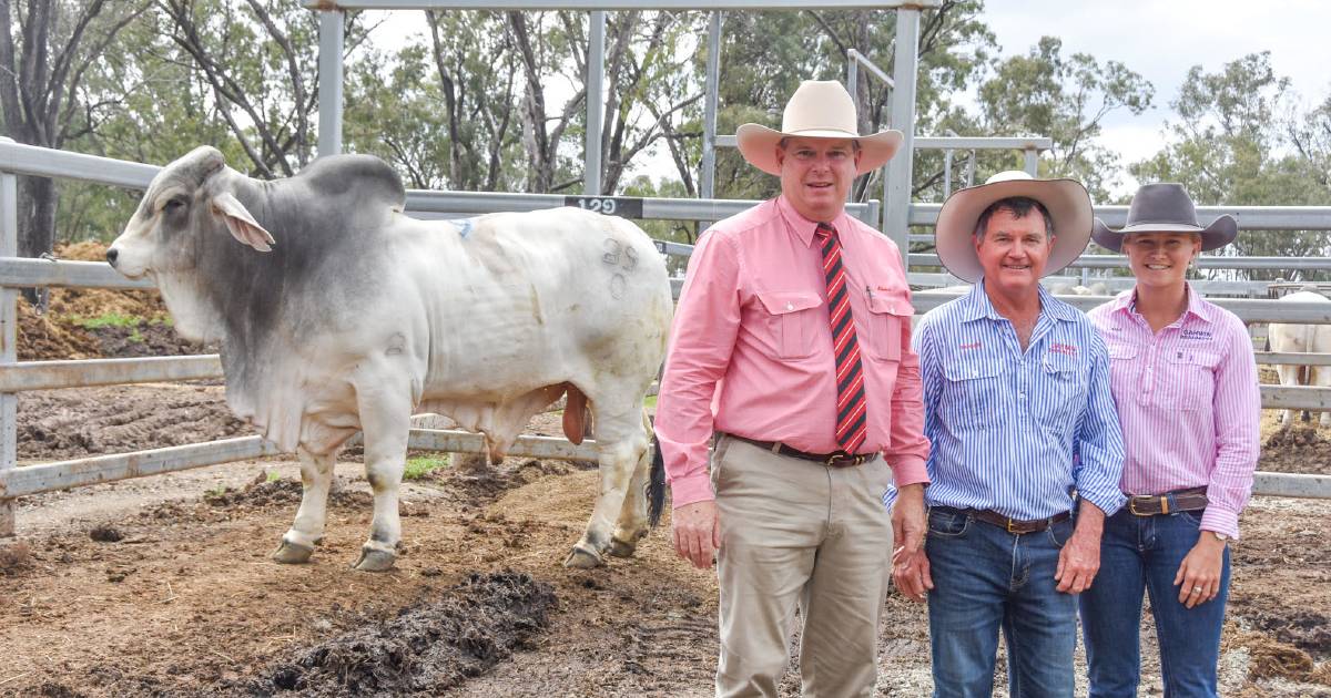 Garwin bull attracts top bid at Nobbs families Moura sale