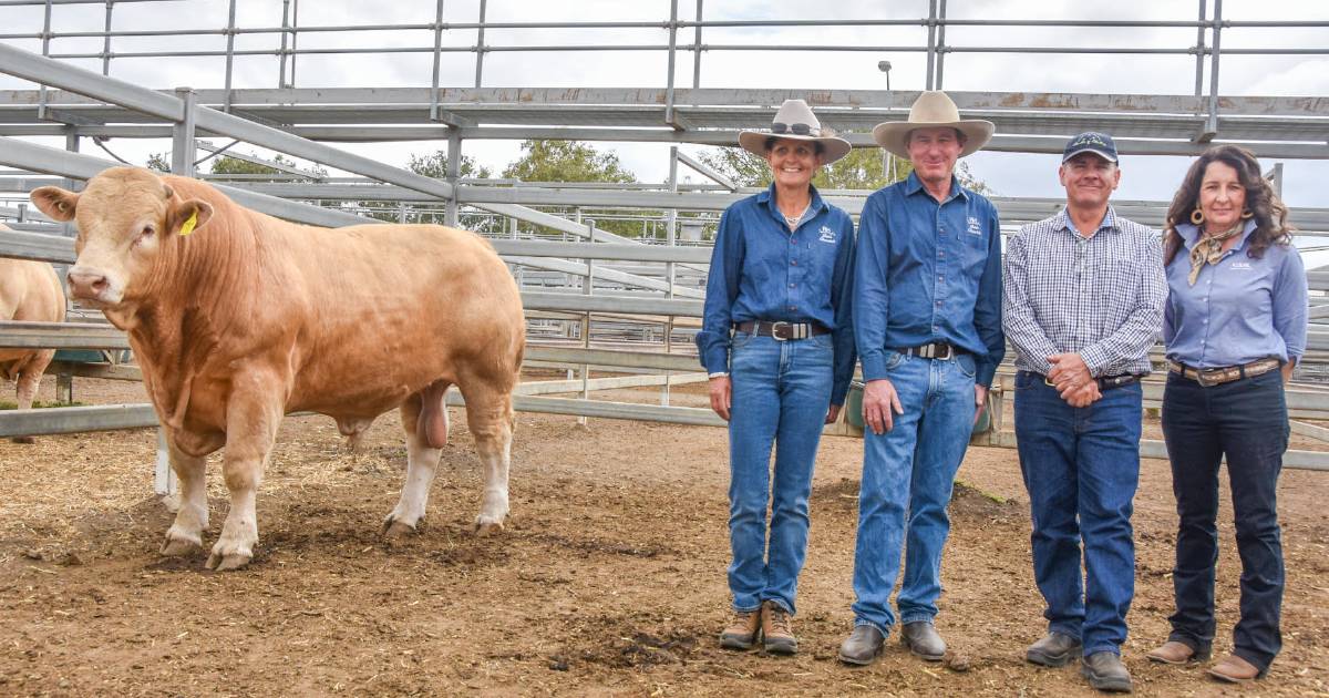 Inaugural CQ Premier Charolais bull sale hits a top of $38,000 at CQLX | Queensland Country Life