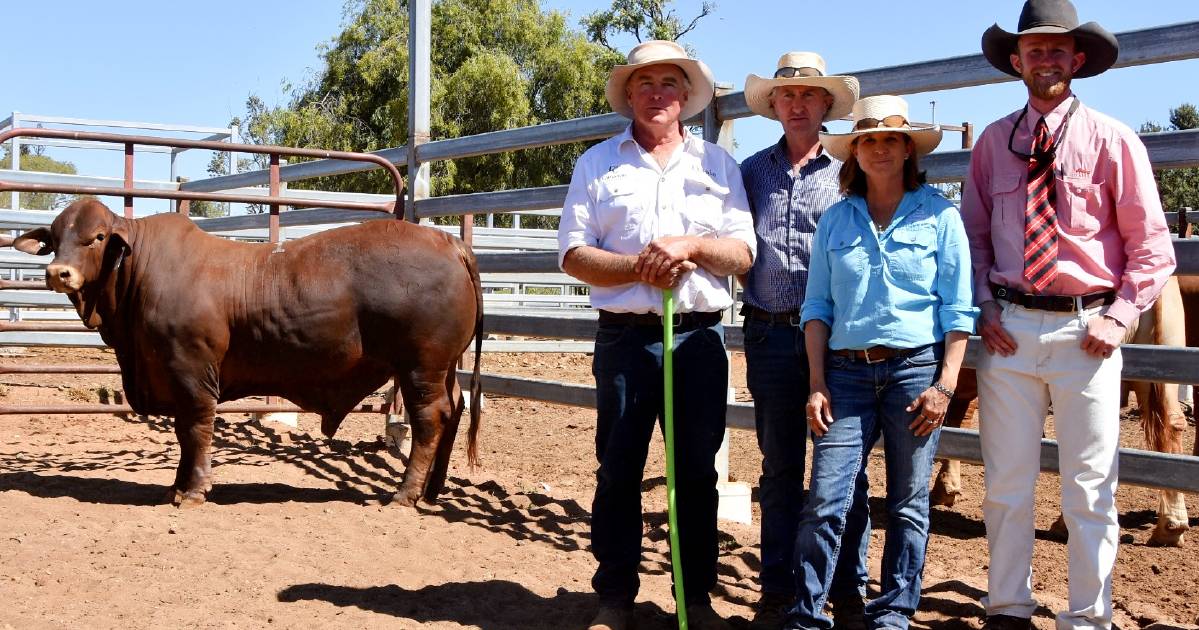 First-rate Droughtmaster bulls set for Carnarvon Classic | Queensland Country Life