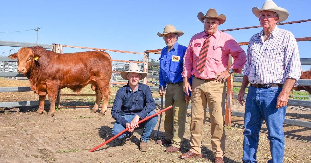 Talana's top price Limousin bull off to Nebo country