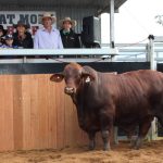 Mallee families celebrate shearing milestone