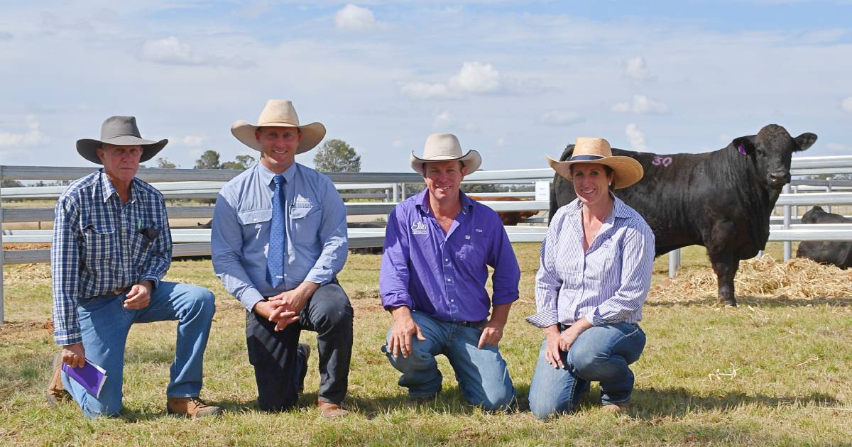 Elite Cattle Co records new stud record average at 2022 bull sale | Queensland Country Life