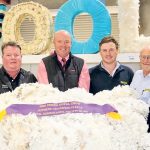 Brolga Gully on top at Clermont Beef Bull sale