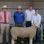 GullenGamble Poll Merino stud hosts its first sale under new ownership