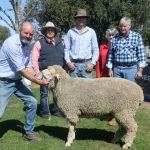 Overseas interest in rams from Wanganella and Poll Boonoke| Photos