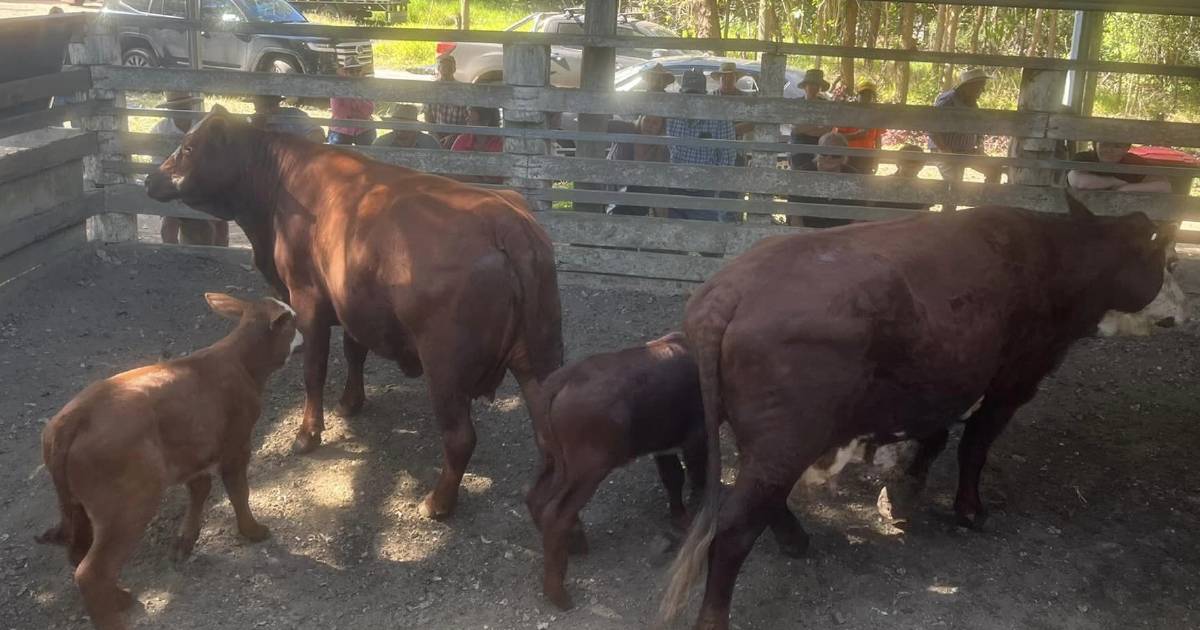 Droughtmaster cows and calves sell for $2660 at Eumundi | Queensland Country Life