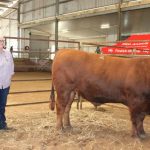 Brahman bull takes out top price at Monto All Breeds Sale