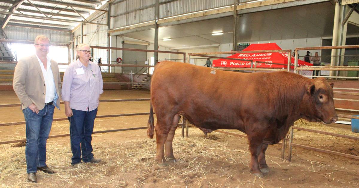 Red Angus bulls average $10,923 | Queensland Country Life