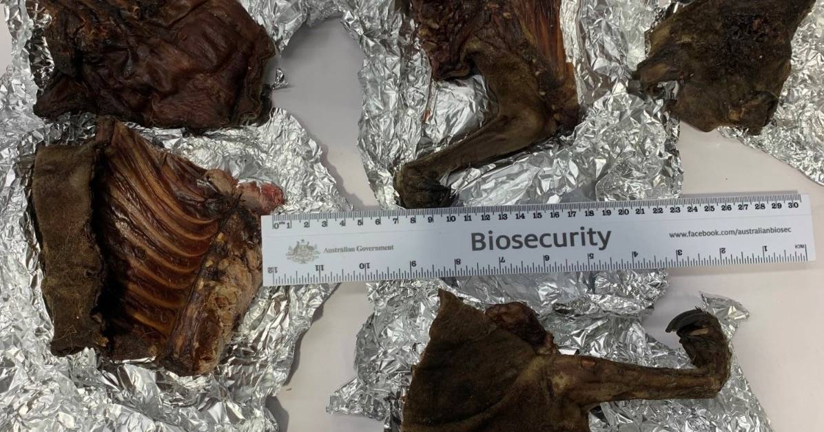 Wallaby meat detected at Brisbane Airport | Queensland Country Life