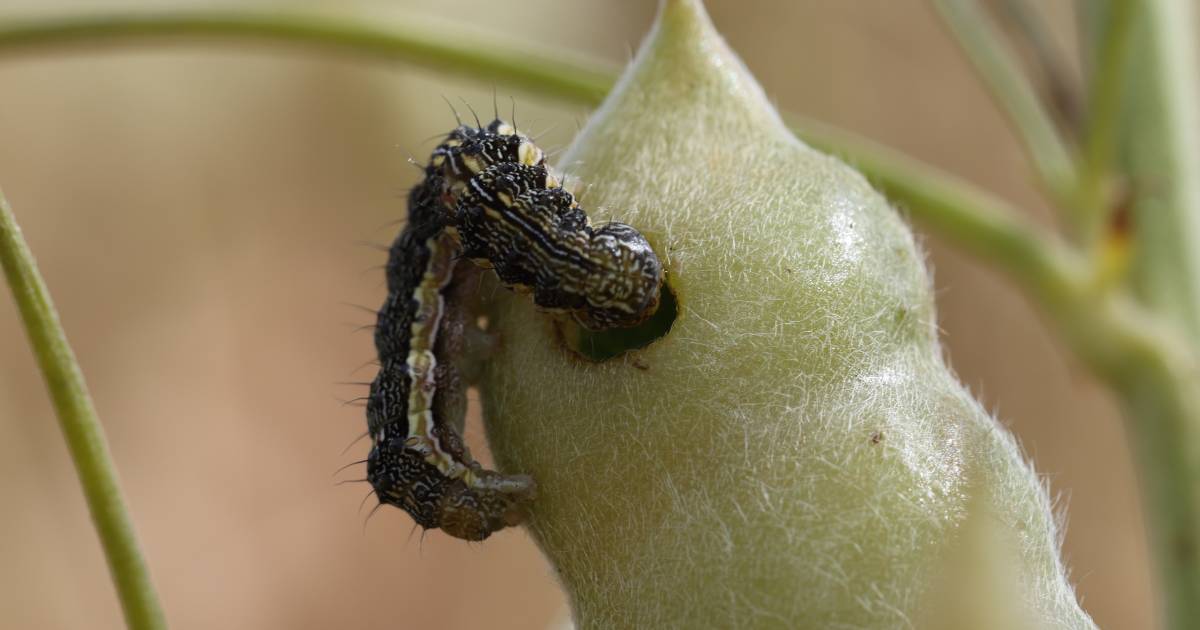 Native budworm moths show up in the Wheatbelt | Farm Weekly