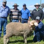 Kurbullah Poll Merino set new on property record