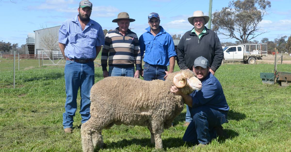 Local buyers remain dominant at the 36th Annual Trynow Merinos On Property sale