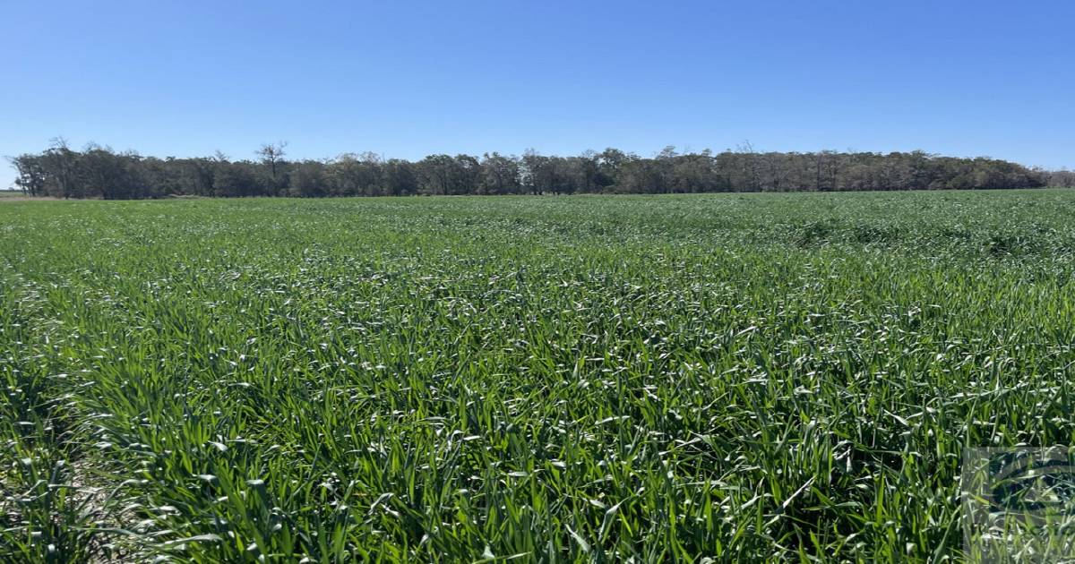 Prime wheat growing country sold before auction