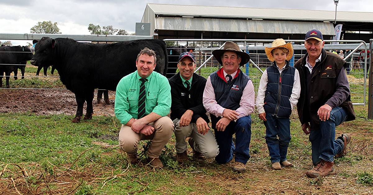 Waitara Angus, Clunie Range, Te Mania and Wagyu named among top priced bulls and averages of season | The Land