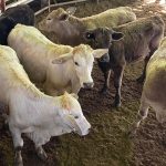 Ballatherie Merinos clear all 319 rams | The Land