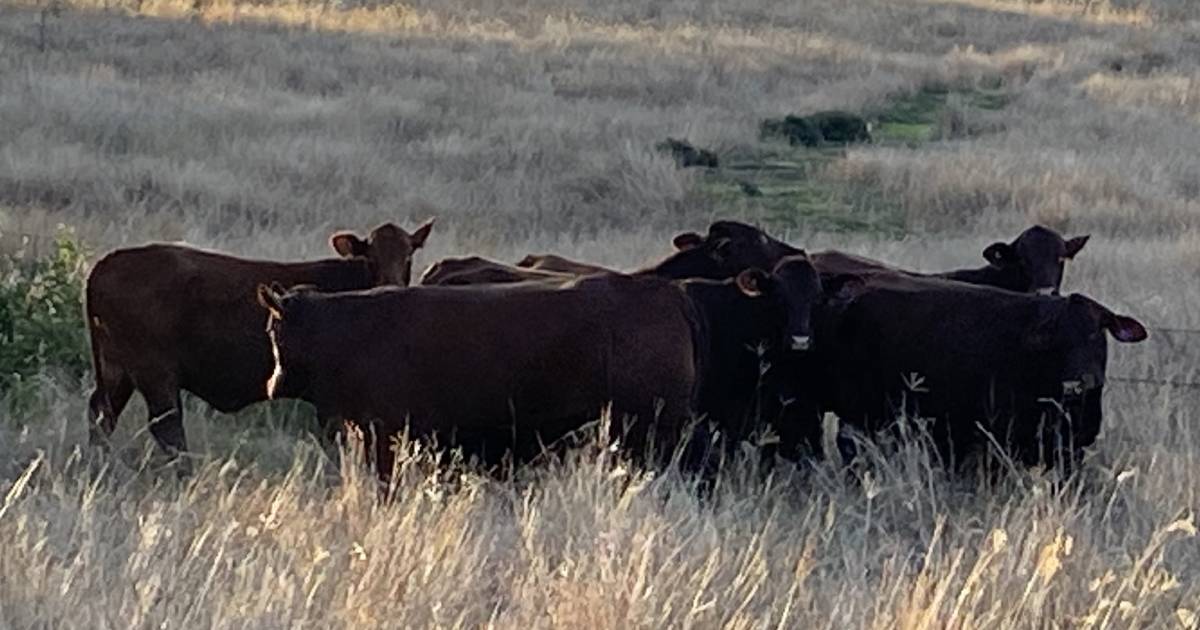 Clovely Estate’s vision fixed on Santa Gertrudis | Queensland Country Life