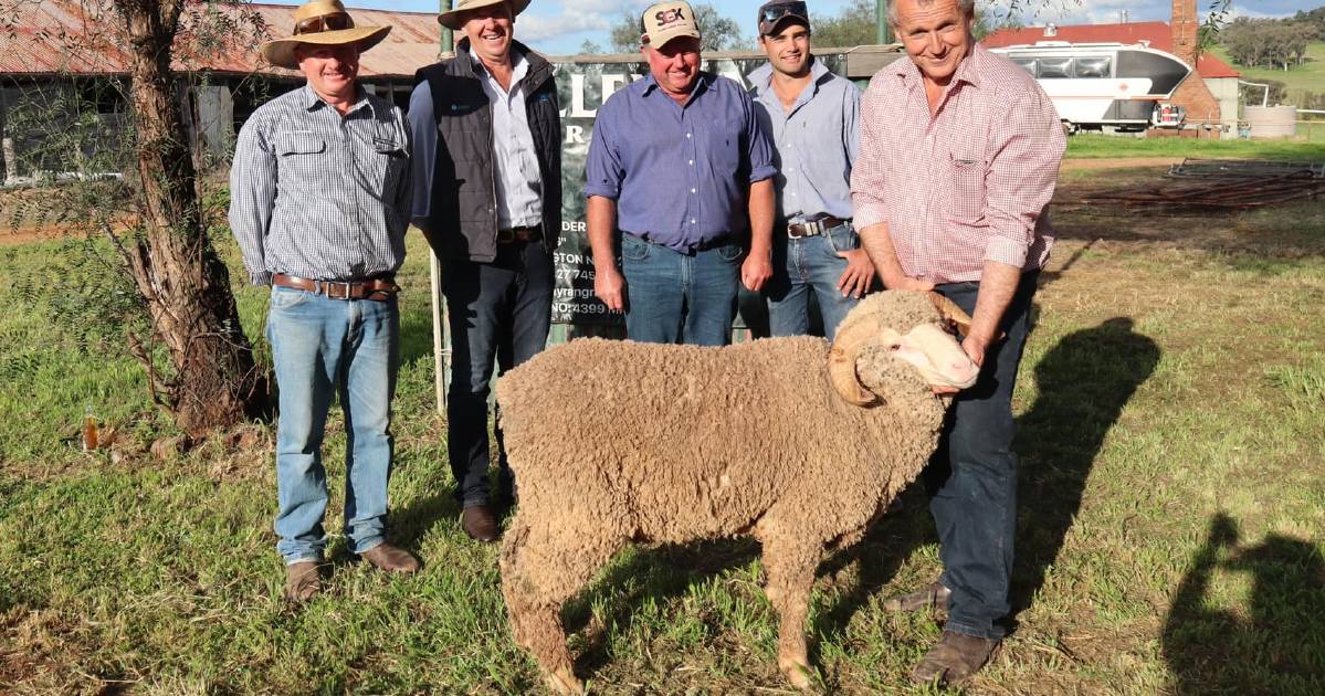 Allendale Merino's hits $5500 in last sale at Nyrang