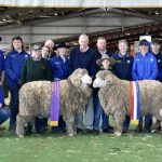 First-cross ewes work for Higgins family