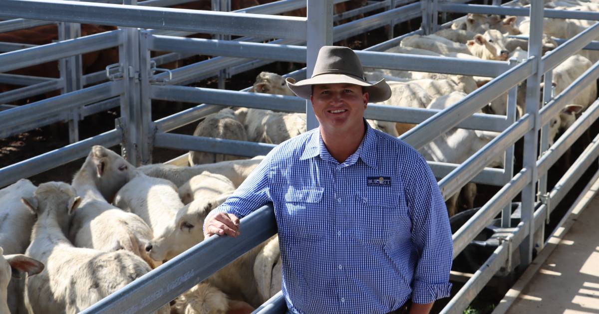 Cows and calves crack $3000 Biggenden