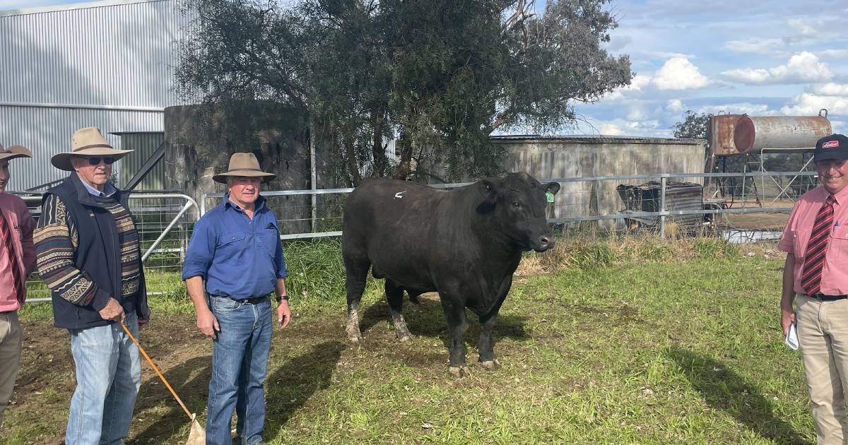 Onslow Angus bulls sold to repeat buyers with some new clients | The Land