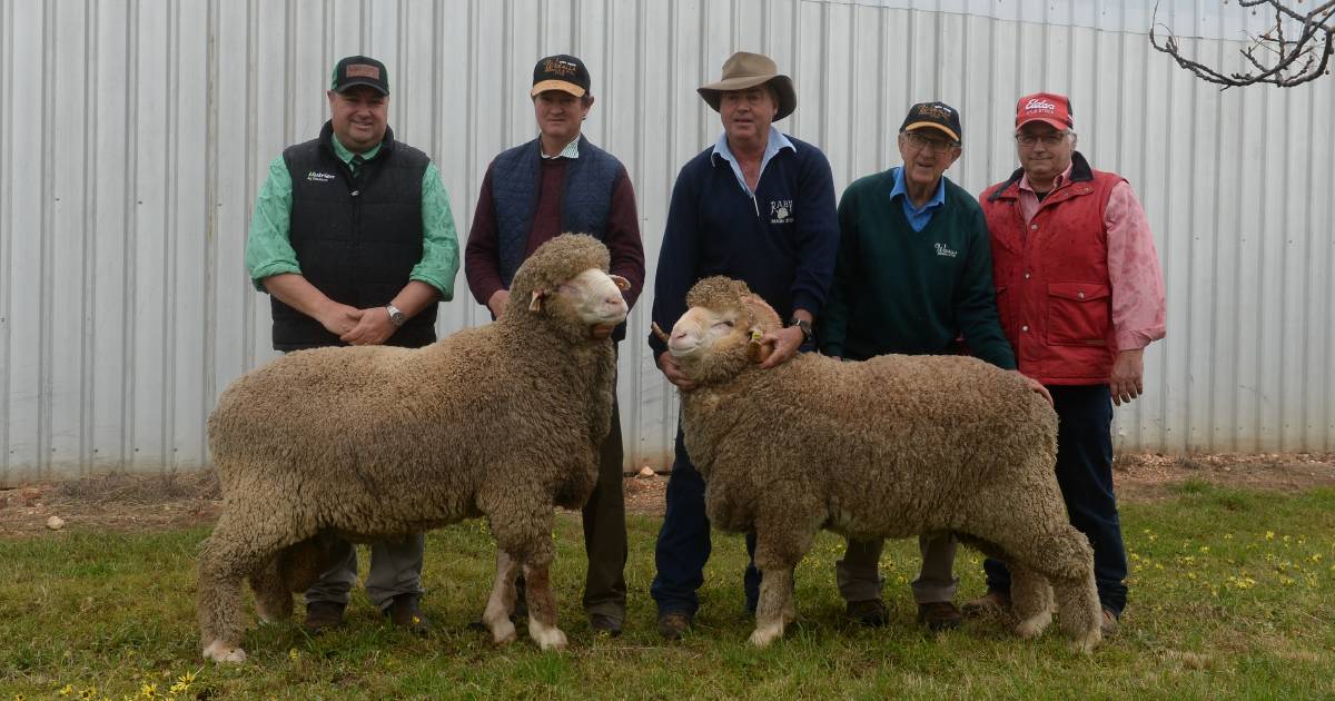 Weealla and Raby’s top rams head to Queensland | The Land