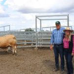 Aldinga kick off bumper run of Droughtmaster sales