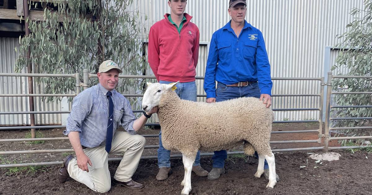 Exciting sale of SuperBorders at Womboota