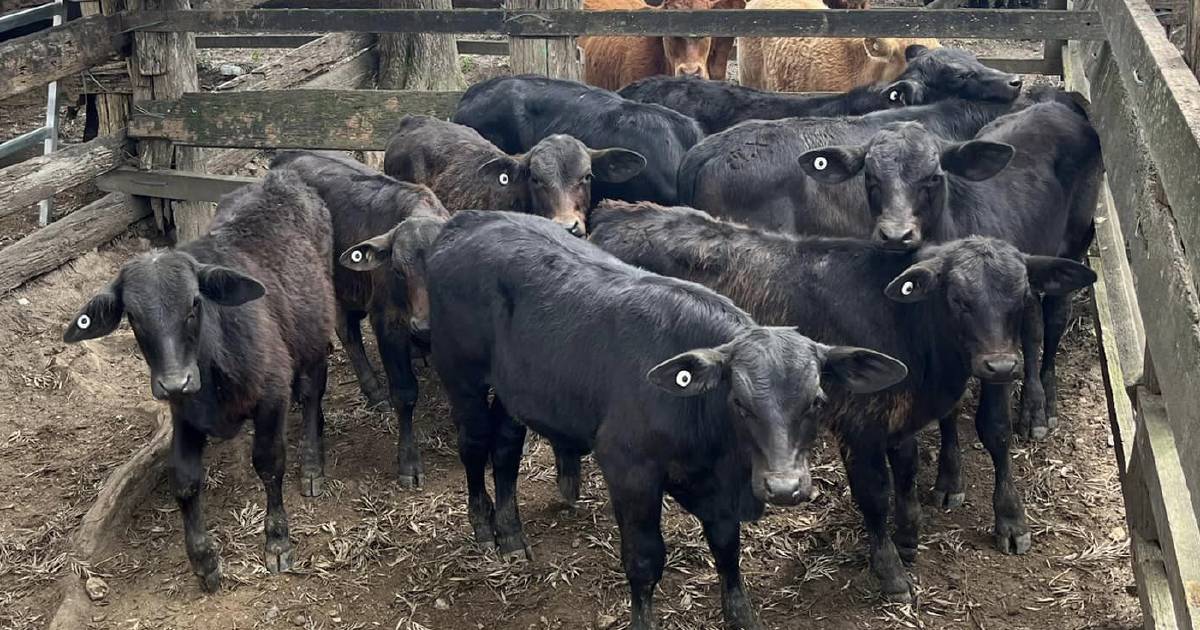 Charbray weaner steers sell for $1750 at Woodford | Queensland Country Life