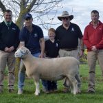 Ascot bull and female sale reaches record heights | Queensland Country Life