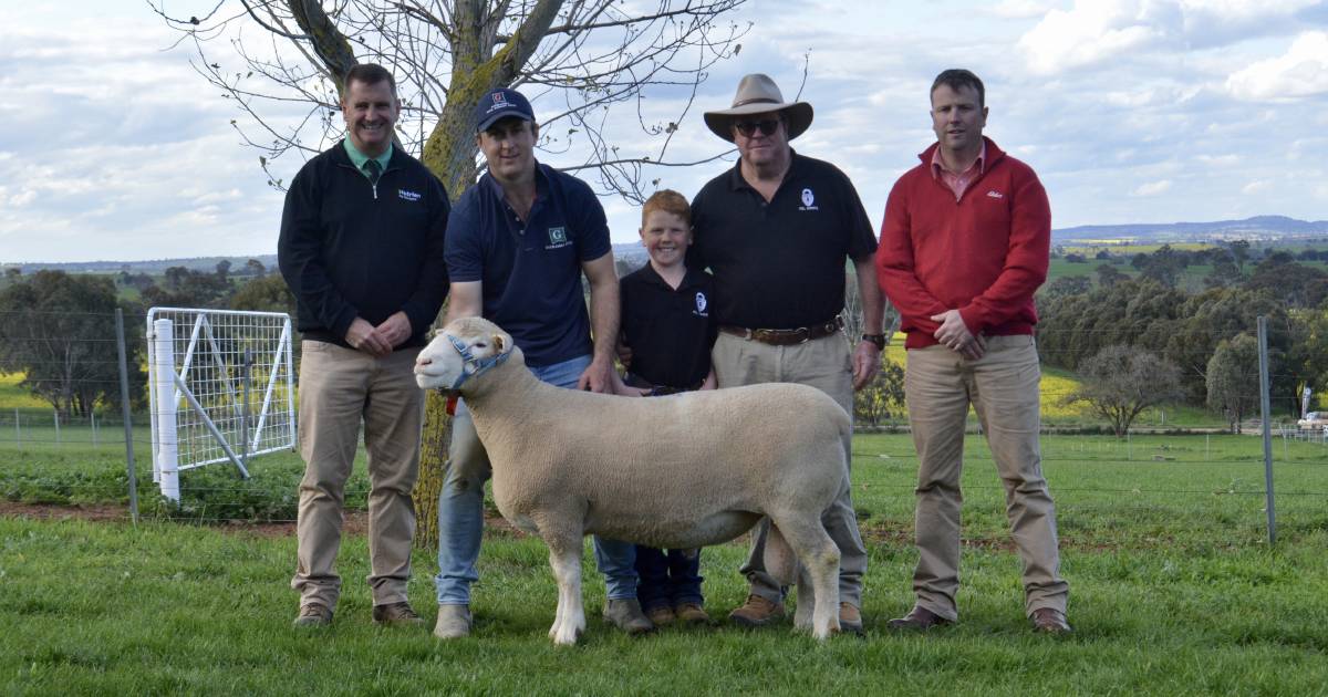 Gooramma Poll Dorset ram sale tops at $18,000, averages $3887 | The Land