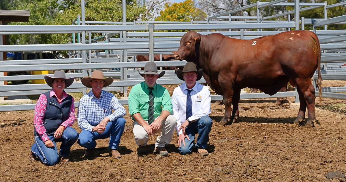 Jamally tops first Dawson Valley Santa Gertrudis Sale at $50,000 | Queensland Country Life