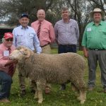 Repeat buyers uplifted sheep sale at Hay| Photos