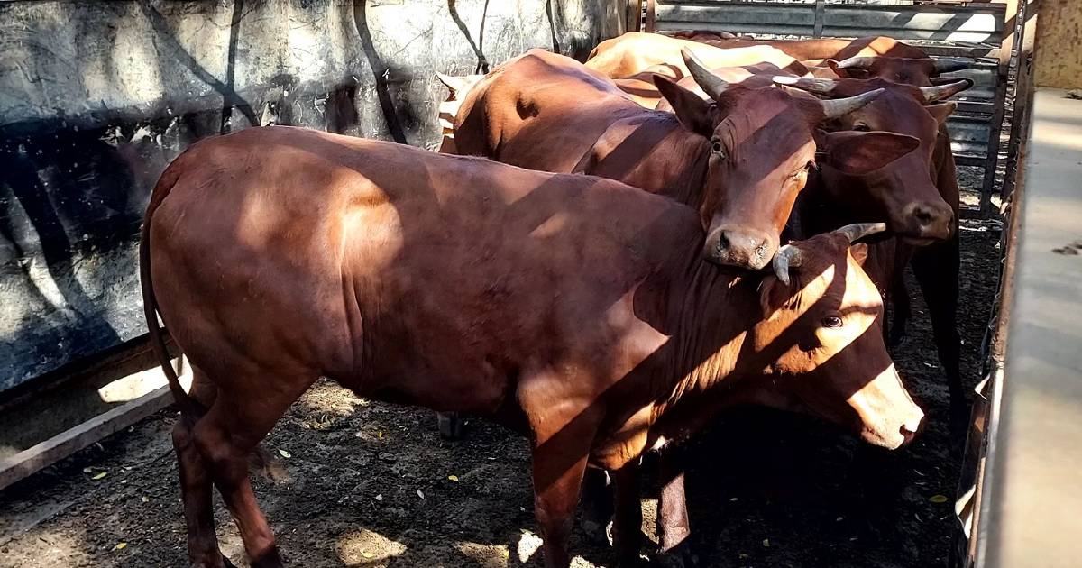 Weaner steers reach 486c, average 436c at Mareeba | North Queensland Register